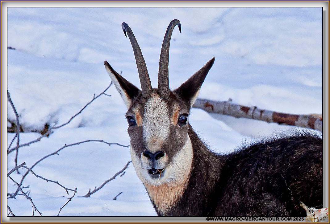 Chamois